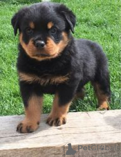 Photo №1. rottweiler - à vendre en ville de Amsterdam | Gratuit | Annonce №159199