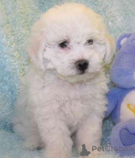 Photo №1. bichon à poil frisé - à vendre en ville de Basel | 750€ | Annonce №160473