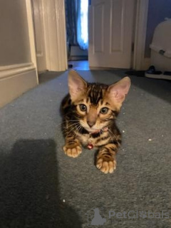 Photo №1. bengal - à vendre en ville de Saarbrücken | 584€ | Annonce № 133297