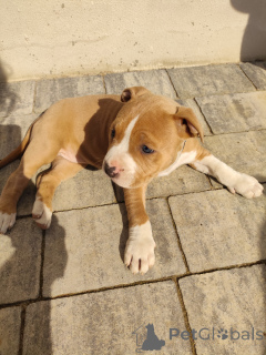 Photo №1. american staffordshire terrier - à vendre en ville de Stalowa Wola | 700€ | Annonce №135759