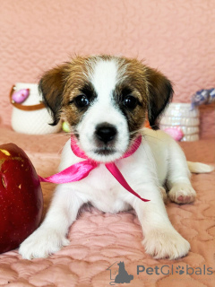 Photo №1. jack russell terrier - à vendre en ville de Москва | 323€ | Annonce №140848