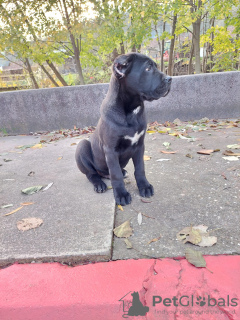 Photo №2 de l'annonce № 79836 de la vente cane corso - acheter à Serbie annonce privée