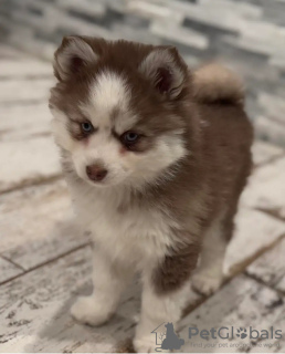 Photo №2 de l'annonce № 131998 de la vente spitz nain - acheter à Pays Bas éleveur