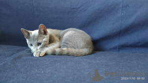 Photos supplémentaires: Un chaton garçon de race Bleu Russe cherche ses parents aimants