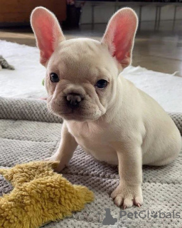 Photo №3. Beaux chiots bouledogue français à vendre. Pologne