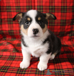 Photos supplémentaires: KC enregistré tricolore Pembs corgi boys