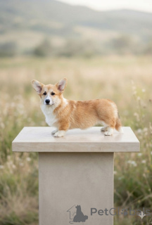 Photo №1. welsh corgi - à vendre en ville de Belgrade | négocié | Annonce №167186