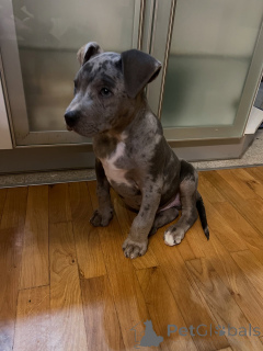 Photo №1. american pit bull terrier - à vendre en ville de Dudedorf | négocié | Annonce №178088