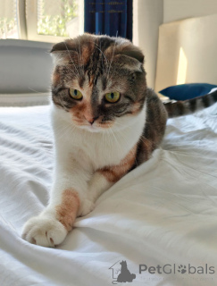Photo №3. Le chat écossais tricolore domestique Chulya cherche un foyer. Fédération de Russie