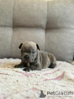 Photo №2 de l'annonce № 118925 de la vente bouledogue - acheter à Bolivie annonce privée