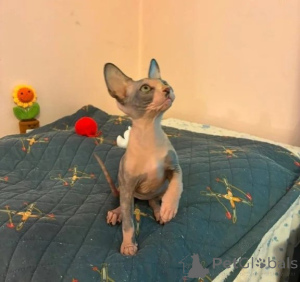 Photo №1. sphynx - à vendre en ville de Fulda | 350€ | Annonce № 177046