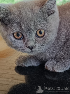 Photo №2 de l'annonce № 106073 de la vente british shorthair - acheter à Pologne annonce privée