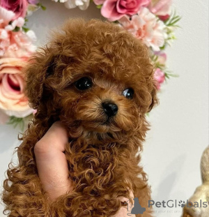 Photo №2 de l'annonce № 135194 de la vente  - acheter à Allemagne éleveur