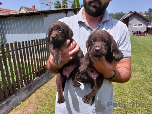 Photo №2 de l'annonce № 110980 de la vente labrador retriever - acheter à Serbie 