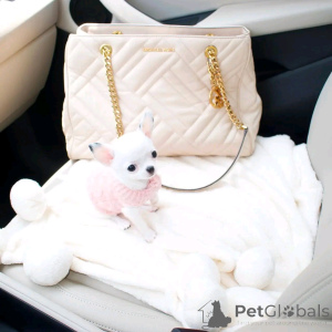 Photo №4. Je vais vendre chien bâtard en ville de Bergisch Gladbach. annonce privée, éleveur - prix - 650€