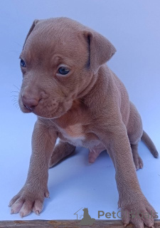 Photo №4. Je vais vendre bull terrier en ville de Knjazevac.  - prix - négocié