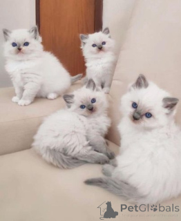 Photo №1. ragdoll - à vendre en ville de Berlin | 250€ | Annonce № 155354