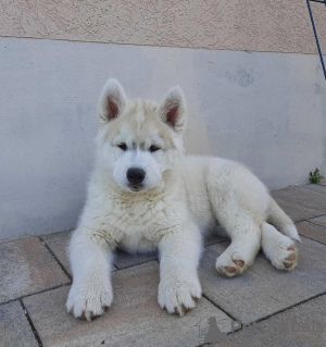 Photos supplémentaires: chiot husky sibérien à vendre