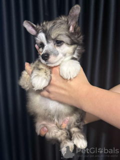 Photo №4. Je vais vendre chien chinois à crête en ville de Košice. éleveur - prix - négocié