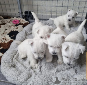 Photo №1. west highland white terrier - à vendre en ville de Bruxelles | 200€ | Annonce №123536