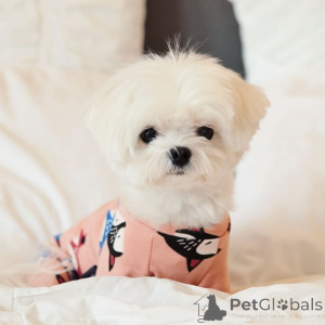 Photo №2 de l'annonce № 164001 de la vente bichon maltais - acheter à La finlande annonce privée, de l'abri