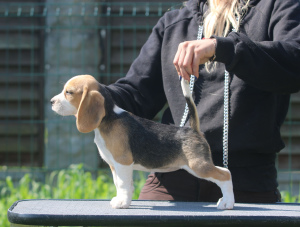 Photo №1. beagle - à vendre en ville de Minsk | 638€ | Annonce №2897