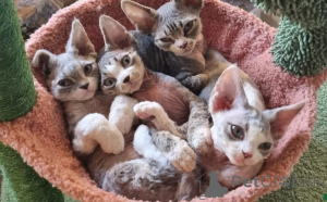 Photo №1. devon rex - à vendre en ville de Hambourg | 872€ | Annonce № 160336