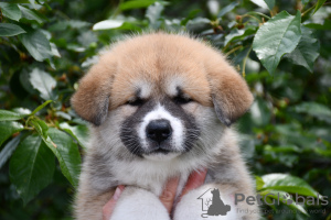 Photo №2 de l'annonce № 50488 de la vente akita (chien) - acheter à Ukraine éleveur