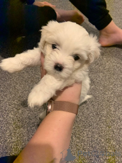 Photo №3. Chiots Bichon Frise. Belgique