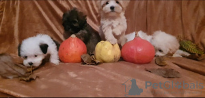 Photo №4. Je vais vendre maltipu en ville de Zrenjanin.  - prix - négocié