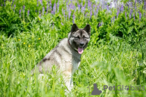 Photos supplémentaires: L'incroyable chien Nori est à la recherche d'un foyer !