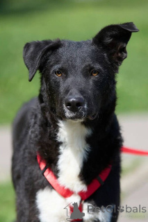Photo №1. chien bâtard - à vendre en ville de Rivière moscou | Gratuit | Annonce №145974