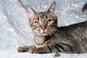 Photo №1.  - à vendre en ville de Minsk | Gratuit | Annonce № 166166