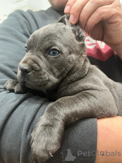 Photo №4. Je vais vendre cane corso en ville de Düsseldorf. annonce privée - prix - Gratuit