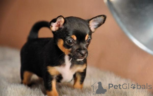 Photo №2 de l'annonce № 175025 de la vente chihuahua - acheter à Hongrie 