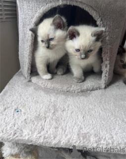 Photo №1. ragdoll - à vendre en ville de Bondorf | 350€ | Annonce № 153223