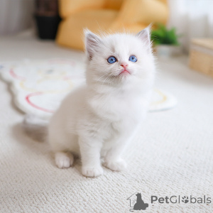 Photo №3. Beau adorable chaton de ragdoll. Irlande