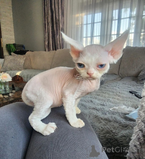Photo №1. devon rex - à vendre en ville de De Dettenheim | 350€ | Annonce № 169819