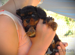 Photo №2 de l'annonce № 172458 de la vente cavalier king charles spaniel - acheter à France 