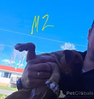 Photo №1. dogue de bordeaux - à vendre en ville de Taufkirchen | 580€ | Annonce №175983