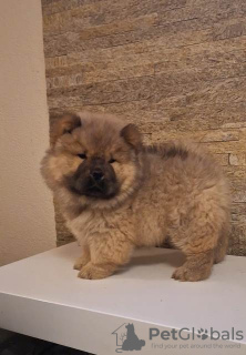 Photo №4. Je vais vendre chow-chow en ville de Zrenjanin.  - prix - négocié