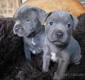 Photo №1. staffordshire bull terrier - à vendre en ville de Ansubrg | négocié | Annonce №161505