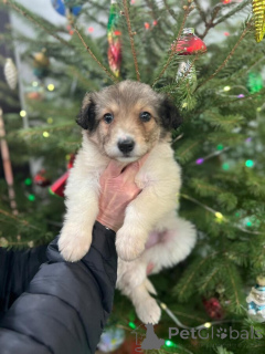 Photo №2 de l'annonce № 161709 de la vente chien bâtard - acheter à Fédération de Russie annonce privée