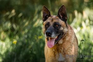 Photo №2 de l'annonce № 59710 de la vente malinois - acheter à Fédération de Russie annonce privée