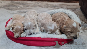 Photos supplémentaires: Chiots Maltipoo