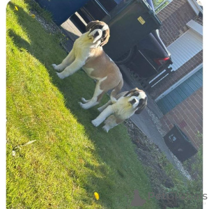 Photo №2 de l'annonce № 168897 de la vente saint-bernard - acheter à La finlande annonce privée