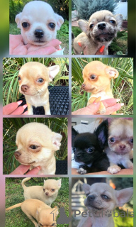 Photo №1. chihuahua - à vendre en ville de Zrénjanin | négocié | Annonce №177930