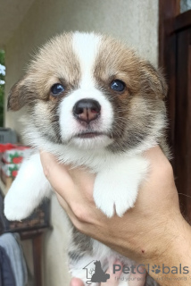 Photo №1. welsh corgi - à vendre en ville de Валево | négocié | Annonce №113345