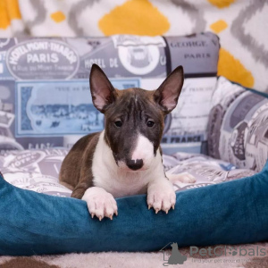 Photo №3. Chiots Bull Terrier anglais. Allemagne