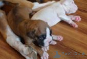Photo №3. chiots boxer à vendre. La finlande